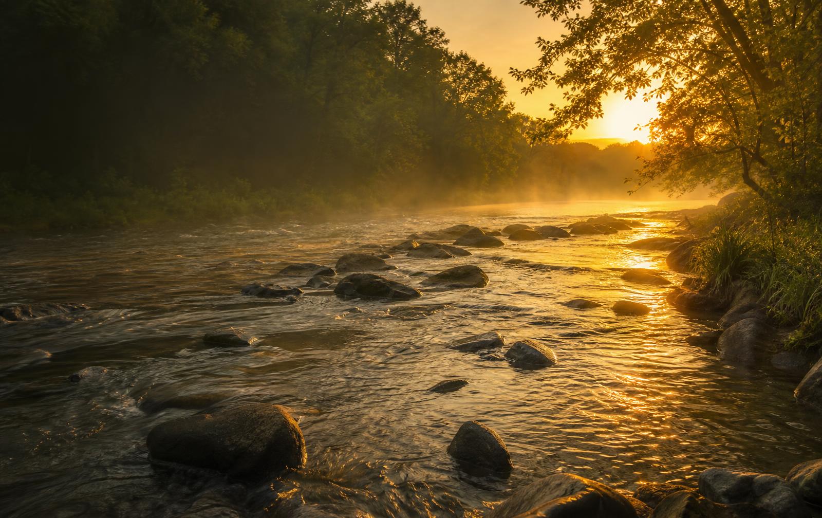 A sunlit river flowing around smooth stones in a forest